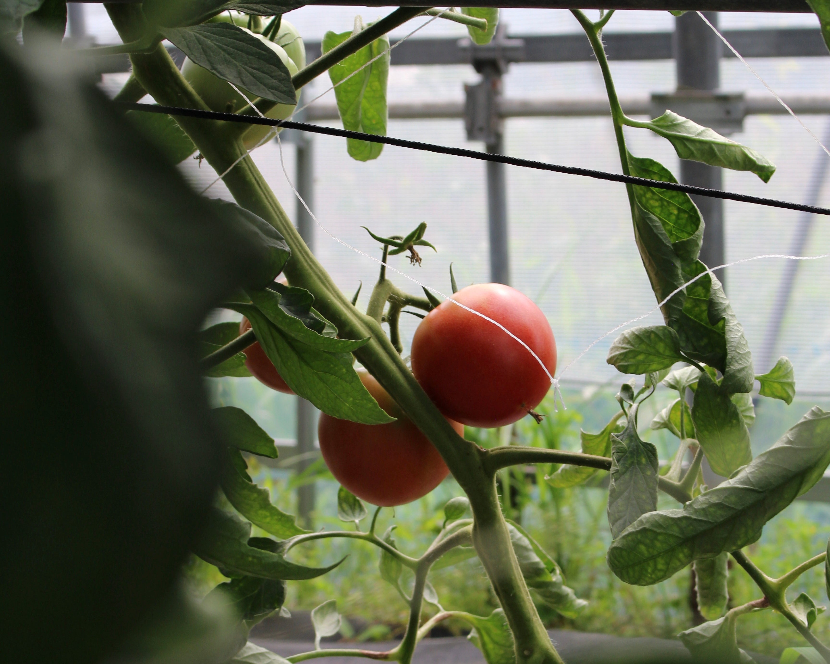 まめくら農園の野菜セット🥬