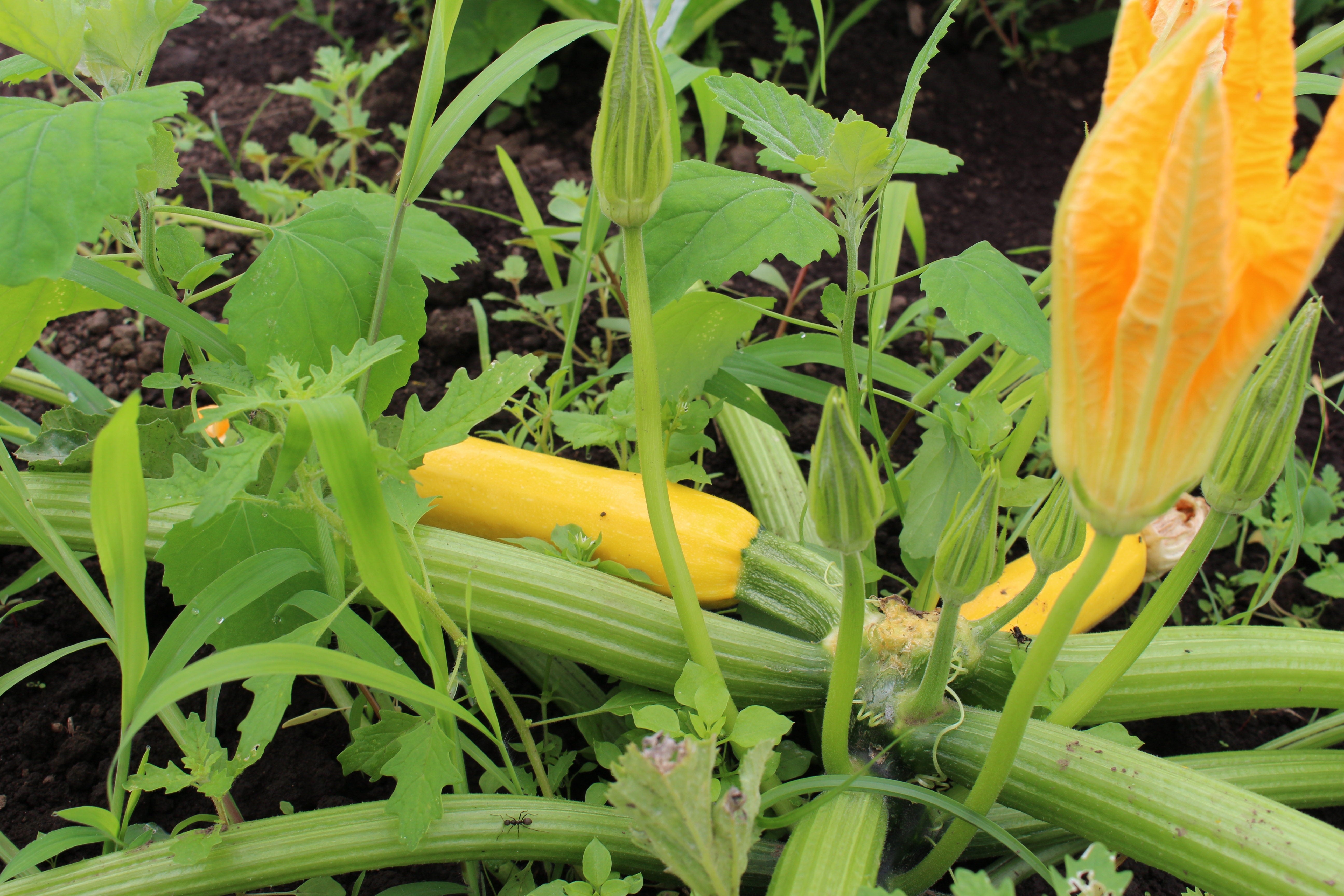 まめくら農園の野菜セット🥬