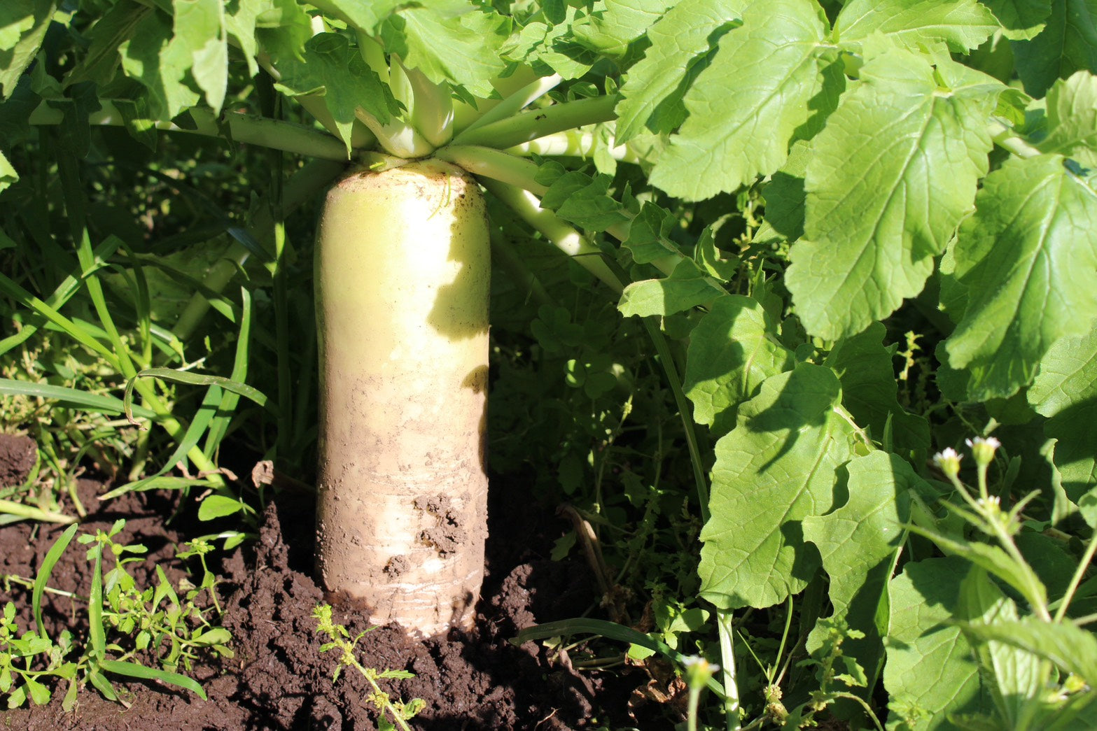 まめくら農園の野菜セット🥬