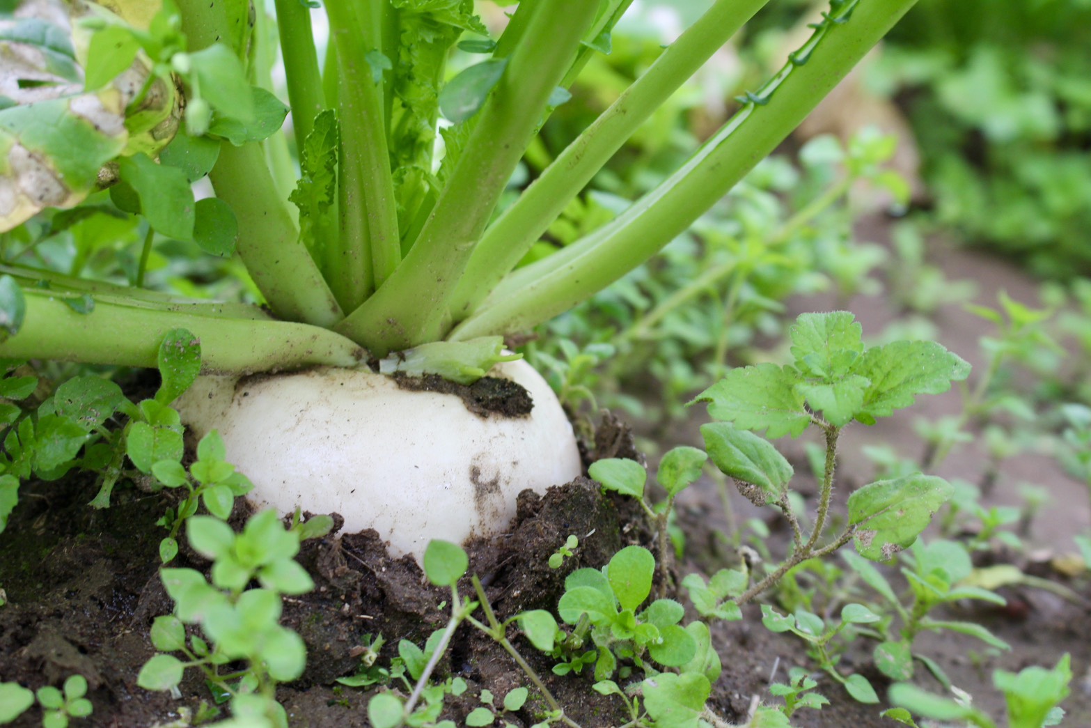 まめくら農園の野菜セット🥬