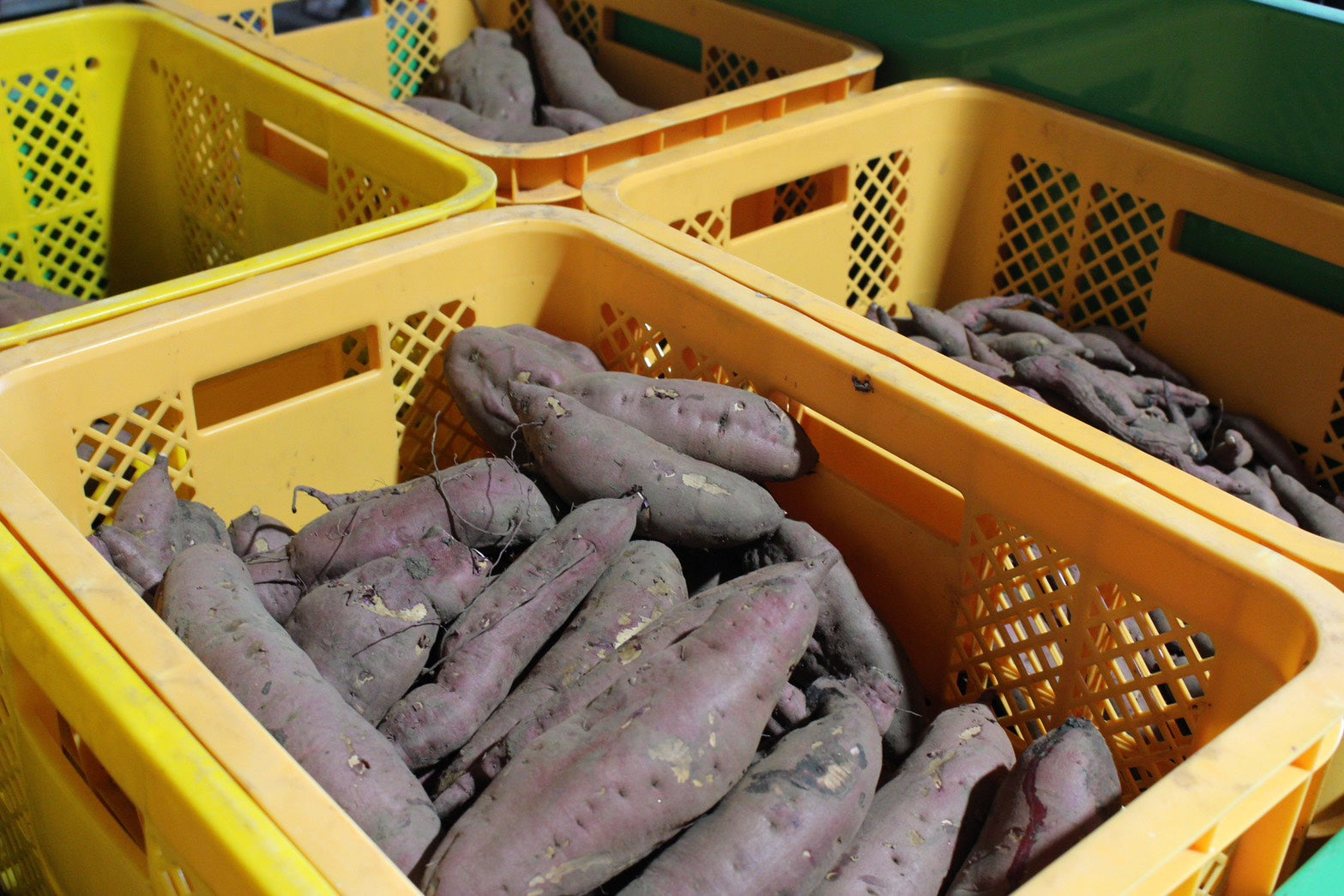 まめくら農園の野菜セット🥬