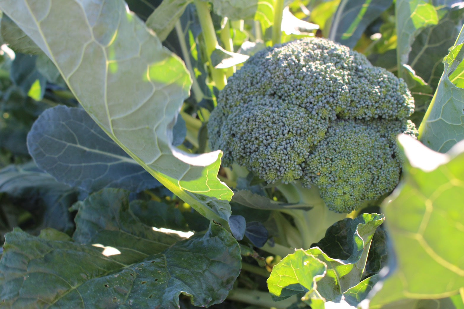 まめくら農園の野菜セット🥬